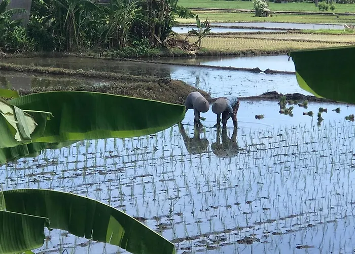 Balian Yoga Shala Denpasar (Bali)